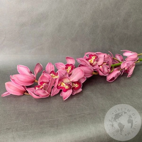 Орхидея Цимбидиум розовая