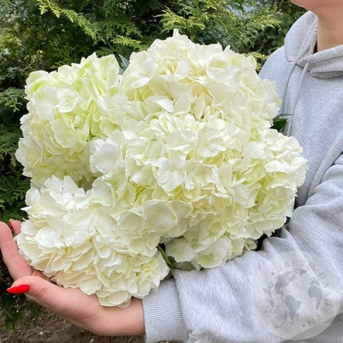 5 гортензий белых в магазине Цветы Планеты 5 гортензий белых