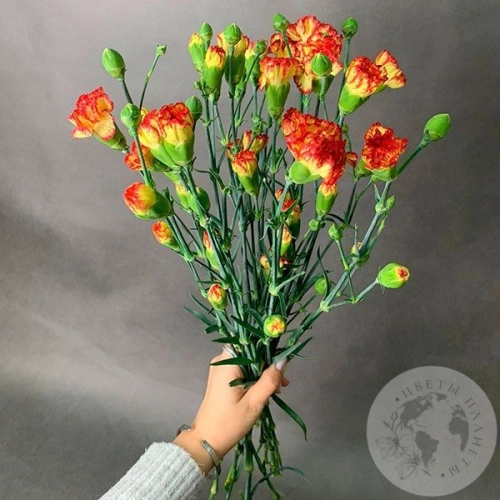 11 гвоздик кустовых желто-красных в магазине Цветы Планеты 11 гвоздик кустовых желто-красных