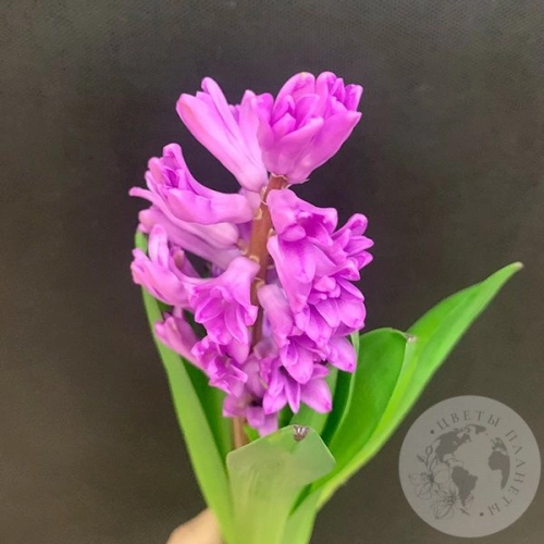 Гиацинт фиолетовый в магазине Цветы Планеты