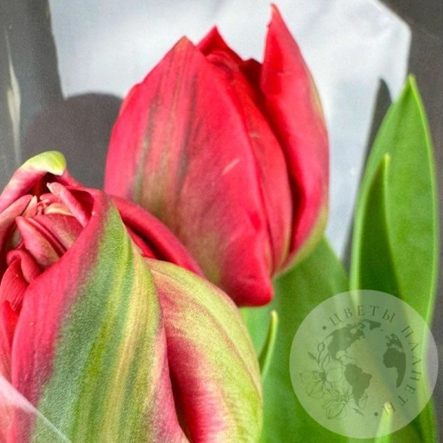 Букет из 3 красных пионовидных тюльпанов в магазине Цветы Планеты