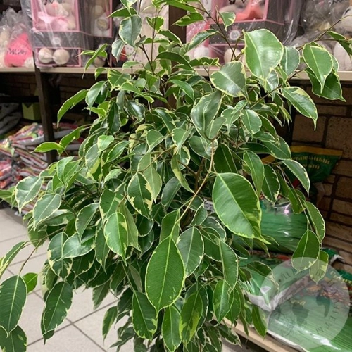Фикус в магазине Цветы Планеты Фикус
