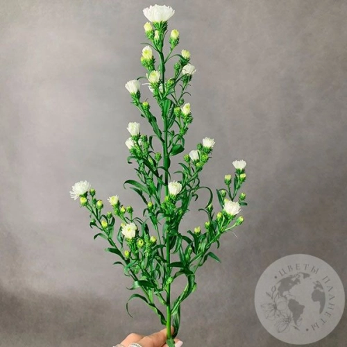 Астер белый в магазине Цветы Планеты