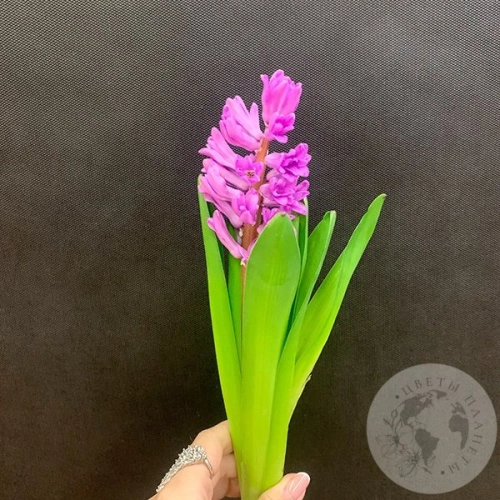 Гиацинт фиолетовый в магазине Цветы Планеты