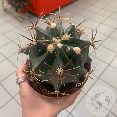 Ферокактус Эмори