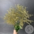 Солидаго Золото 3 шт. Солидаго Золото 3 шт. в магазине Цветы Планеты