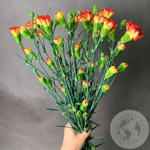 15 гвоздик кустовых желто-красных