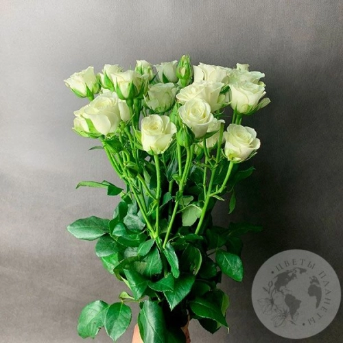 9 кустовых роз белых в магазине Цветы Планеты