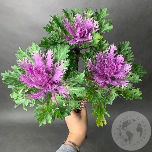 Брассика фиолетовая 3 шт. в магазине Цветы Планеты