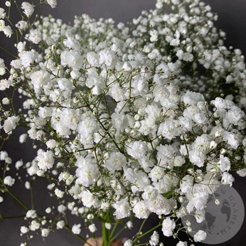 Гипсофила белая 5 шт. Гипсофила белая 5 шт. в магазине Цветы Планеты