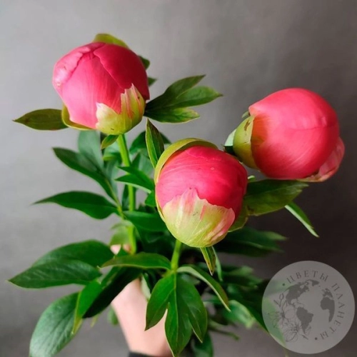 3 пиона коралловых в магазине Цветы Планеты