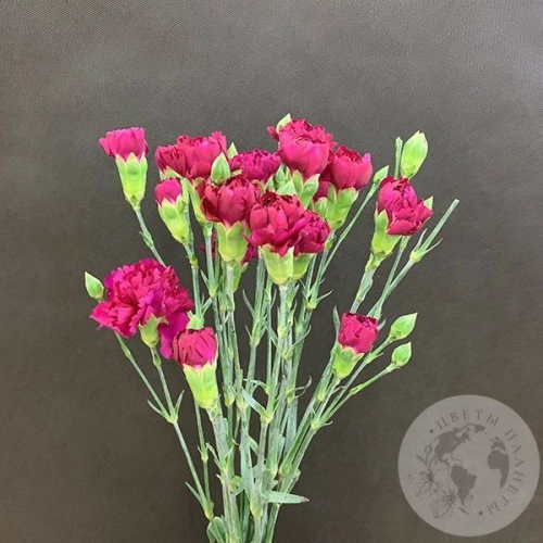 7 гвоздик кустовых фуксия