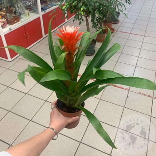 Гузмания Хоуп в магазине Цветы Планеты