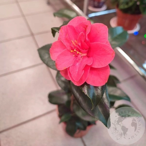 Камелия в магазине Цветы Планеты
