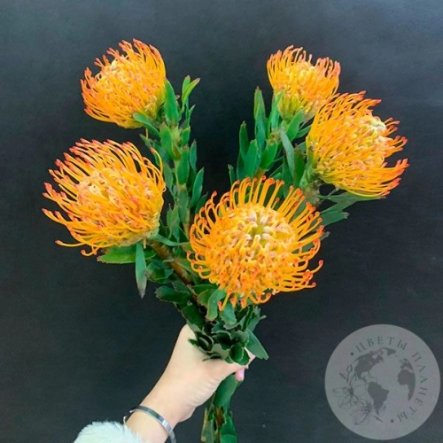 Леукоспермум оранжевый 5 шт. в магазине Цветы Планеты