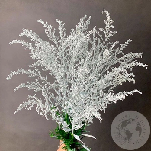 3 Солидаго белых в магазине Цветы Планеты