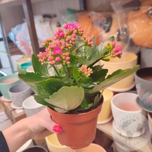 Каланхое в магазине Цветы Планеты