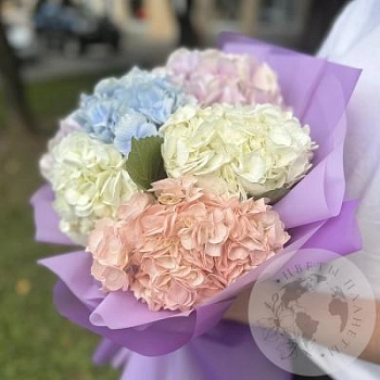 Букет из 7 гортензий Букет из 7 гортензий