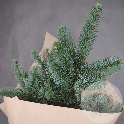 Подарки на Букет из нобилиса 1 ветка в магазине Цветы Планеты