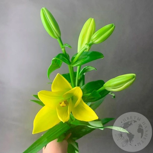 Золотая лилия