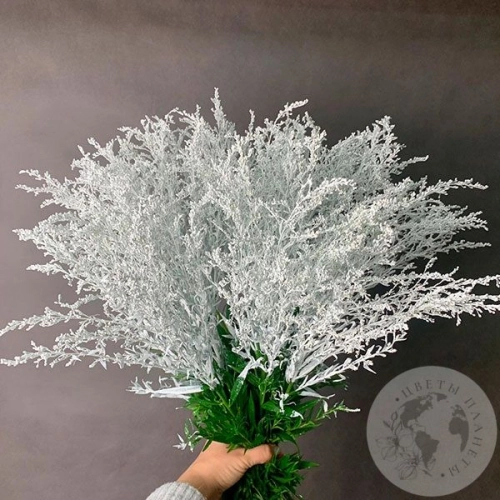 9 Солидаго белых в магазине Цветы Планеты