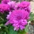 Хризантема комнатная розовая в магазине Цветы Планеты Хризантема комнатная розовая