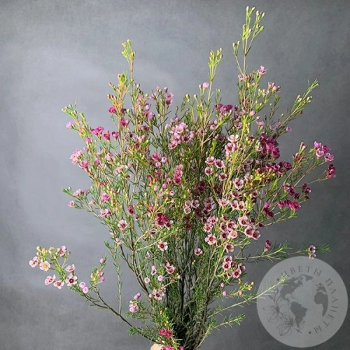 Хамелациум розовый 5 шт. в магазине Цветы Планеты