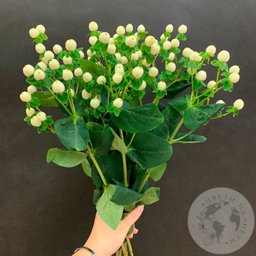 Гиперикум белый 7 шт. в магазине Цветы Планеты