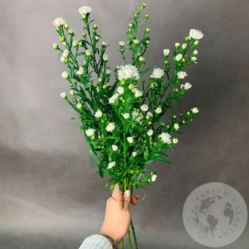 Астер белый 5 шт. в магазине Цветы Планеты