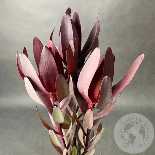 Леукадендрон 3 шт. в магазине Цветы Планеты