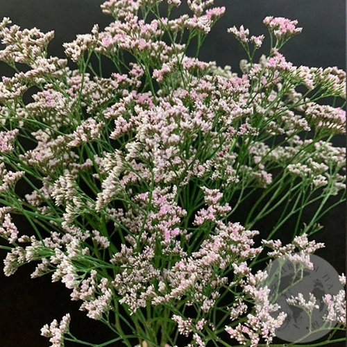 Лимониум розовый 9 шт. в магазине Цветы Планеты