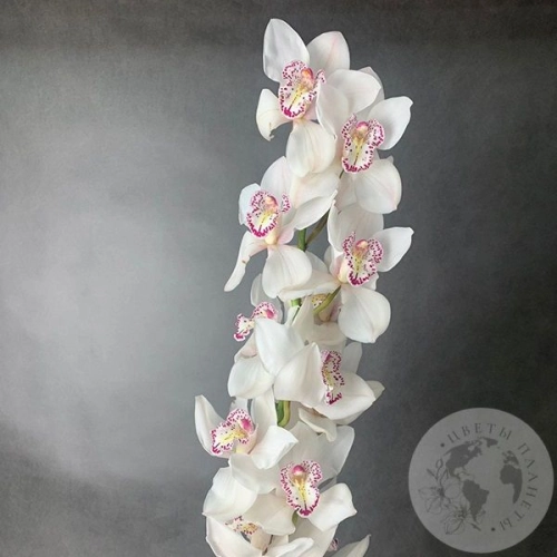 Орхидея Цимбидиум белая