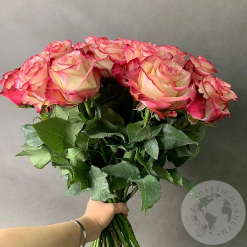 25 роз бело-розовых 50 см. в магазине Цветы Планеты