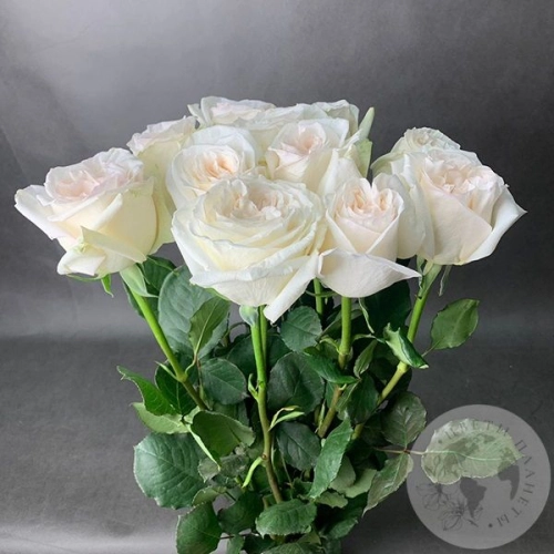 Пионовидная роза белая 11 шт. 80 см. в магазине Цветы Планеты