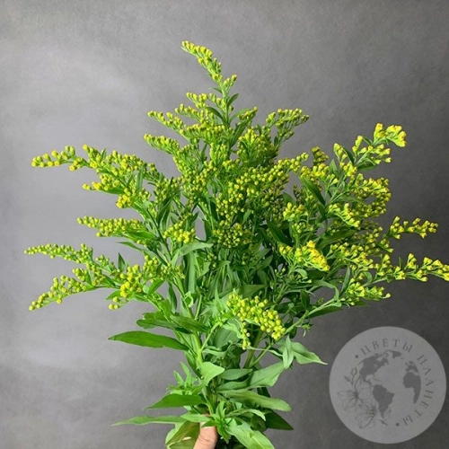 3 солидаго желтых в магазине Цветы Планеты