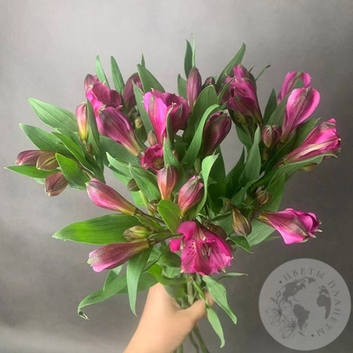 9 Альстромерий ярко-розовых