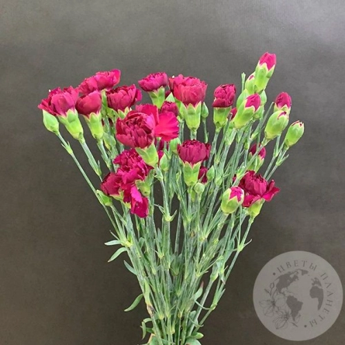 13 гвоздик кустовых фуксия