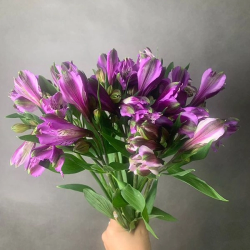 9 Альстромерий фиолетовых