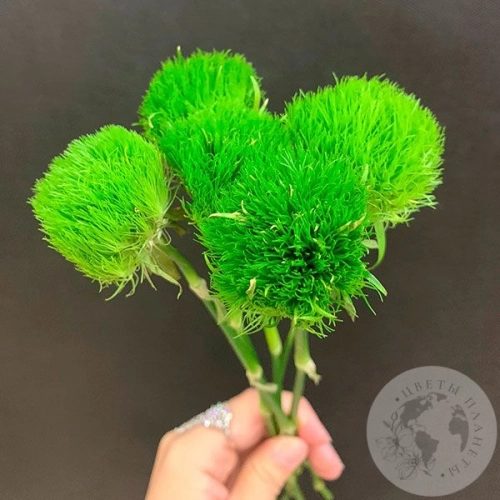 5 гвоздик Грин Трик в магазине Цветы Планеты