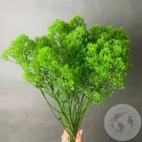 Трахелиум зеленый 7 шт. в магазине Цветы Планеты