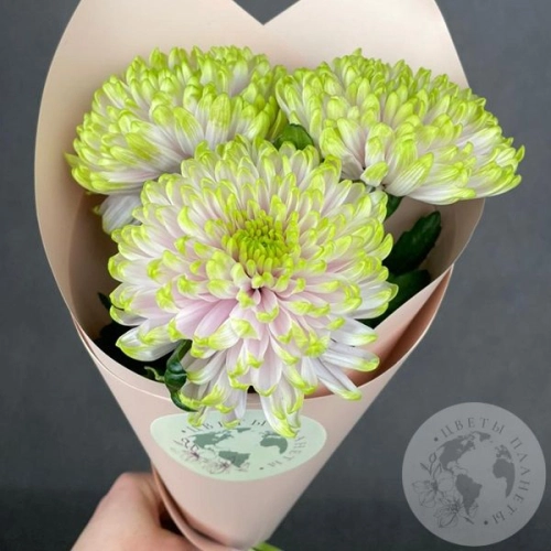 3 хризантемы зеленой