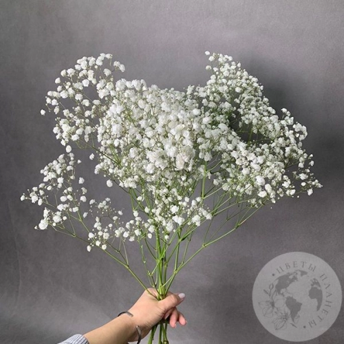 Гипсофила белая 5 шт. Гипсофила белая 5 шт. в магазине Цветы Планеты