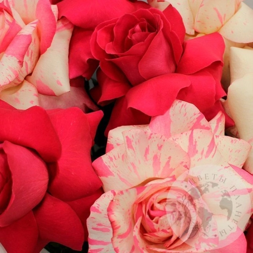 Букет из 9 французских роз в магазине Цветы Планеты Букет из 9 французских роз в магазине Цветы Планеты