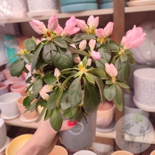 Азалия нежно-розовая в магазине Цветы Планеты