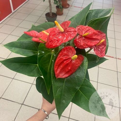 Антуриум (Мужское счастье)