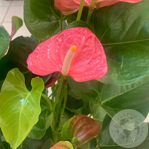 Антуриум или Мужское счастье в магазине Цветы Планеты Антуриум или Мужское счастье
