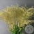 Солидаго Золото 9 шт. в магазине Цветы Планеты