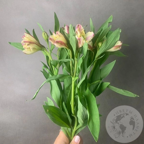 5 Альстромерий желто-розовых