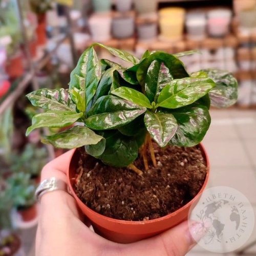 Кофе Арабика комнатное растение