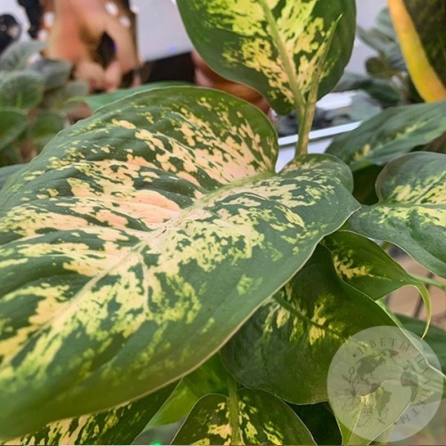 Диффенбахия